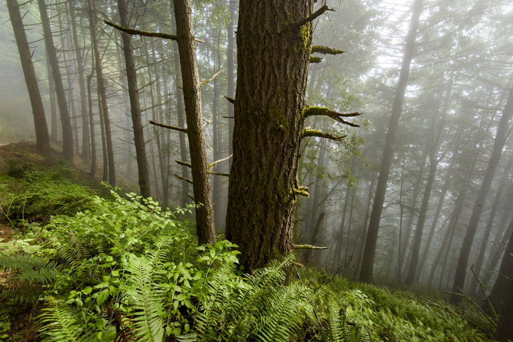 Bear Harbor Campground
