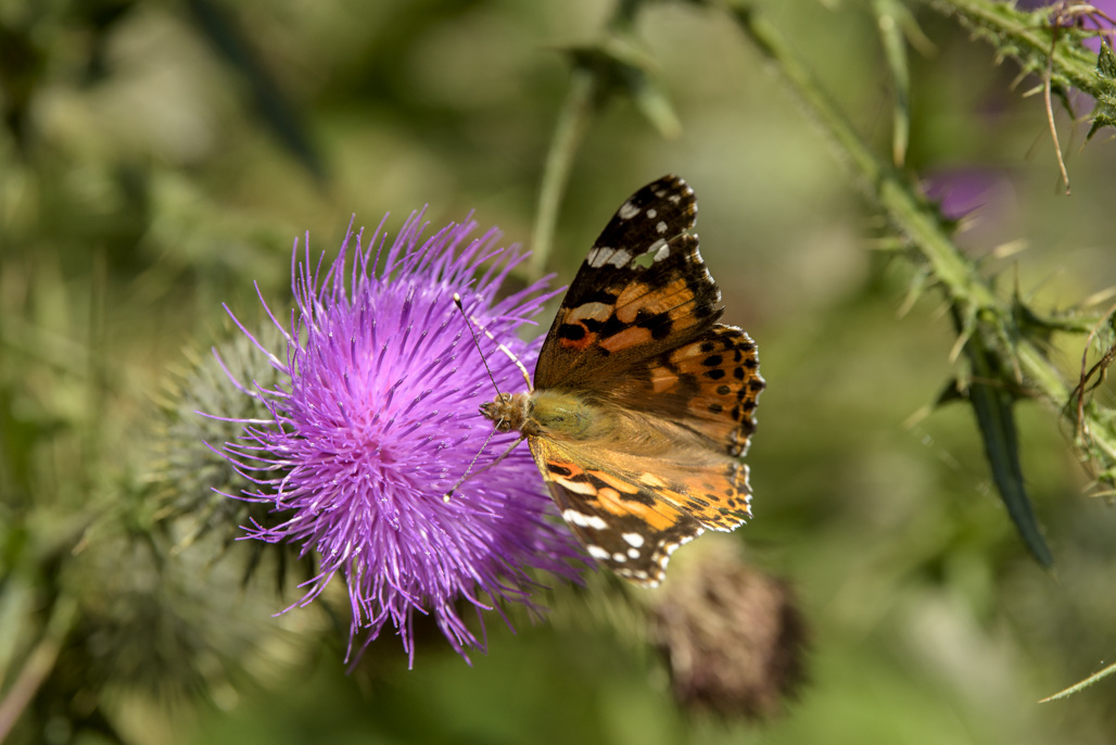 California State Parks