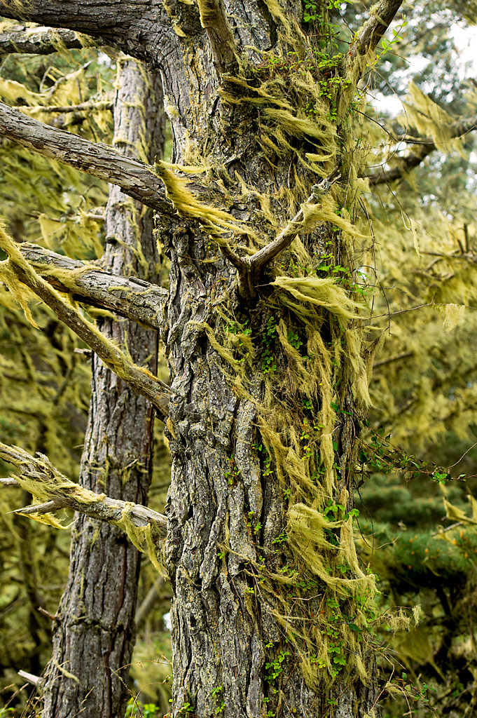 Russian Gulch State Park Campground