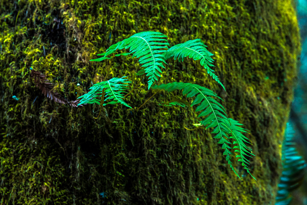 Van Damme State Park Campground
