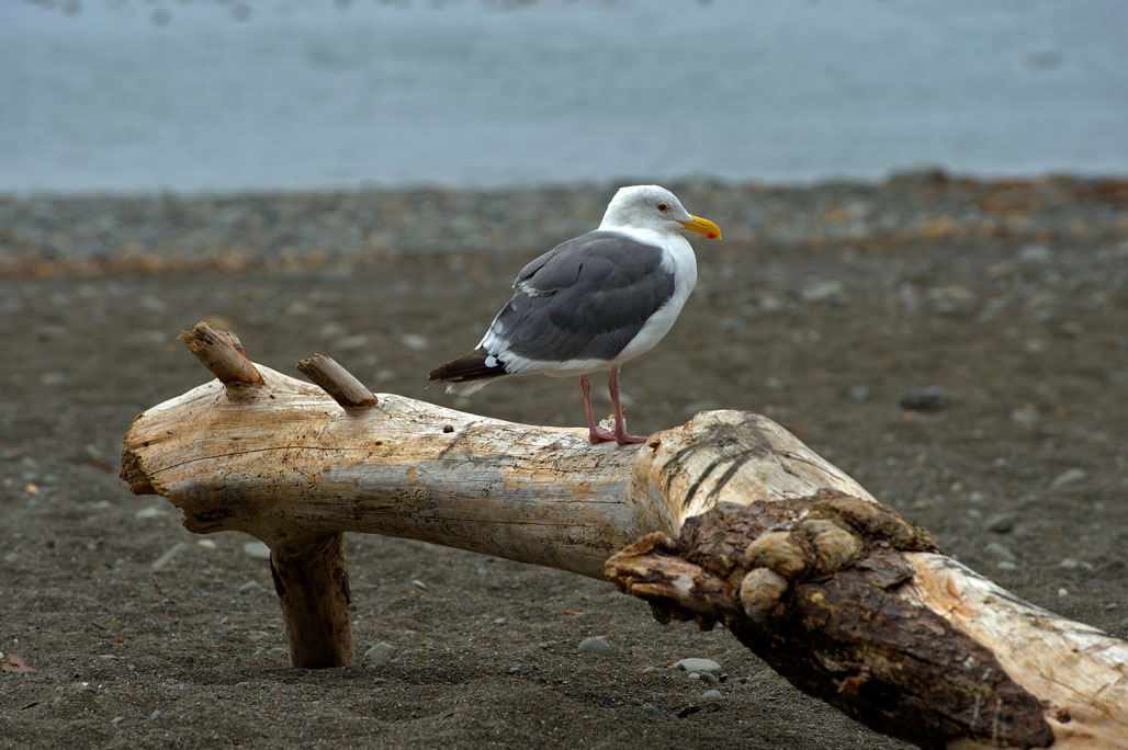 California State Parks