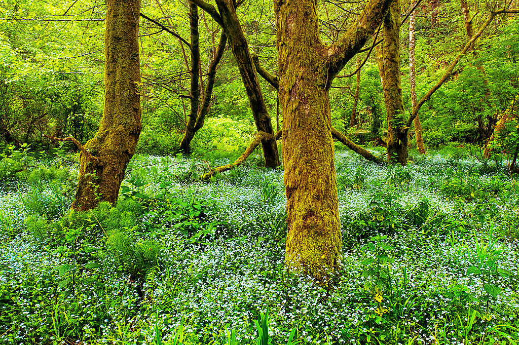 California State Parks