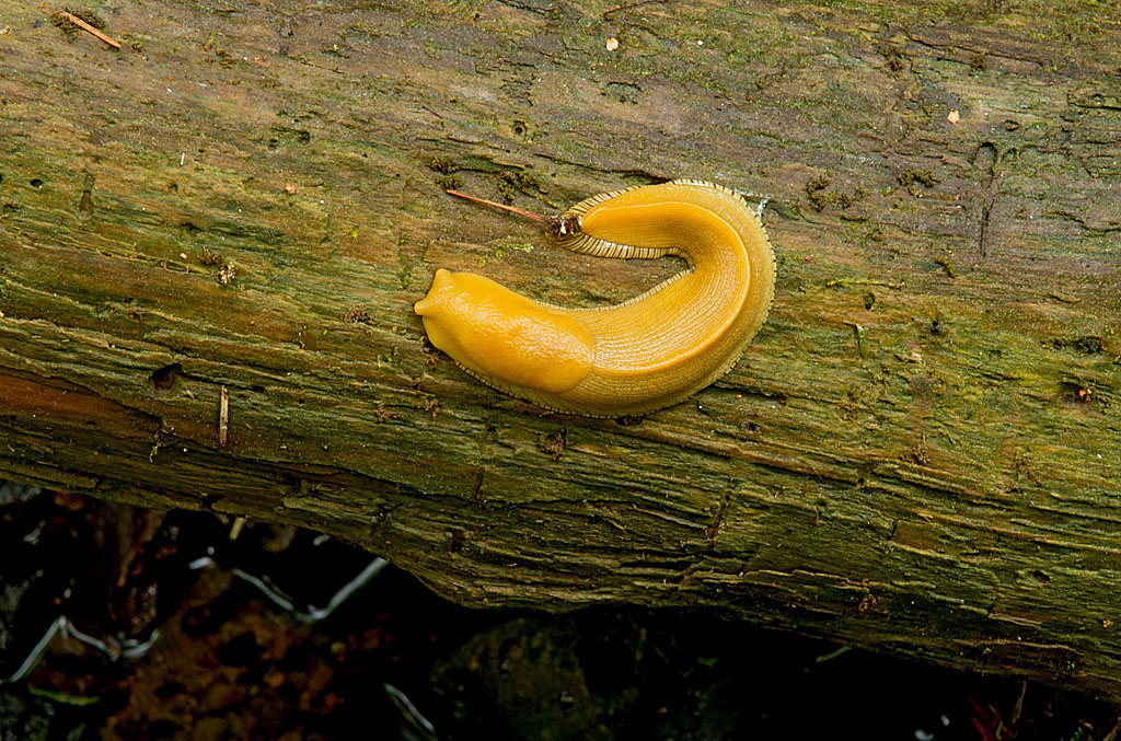 California State Parks