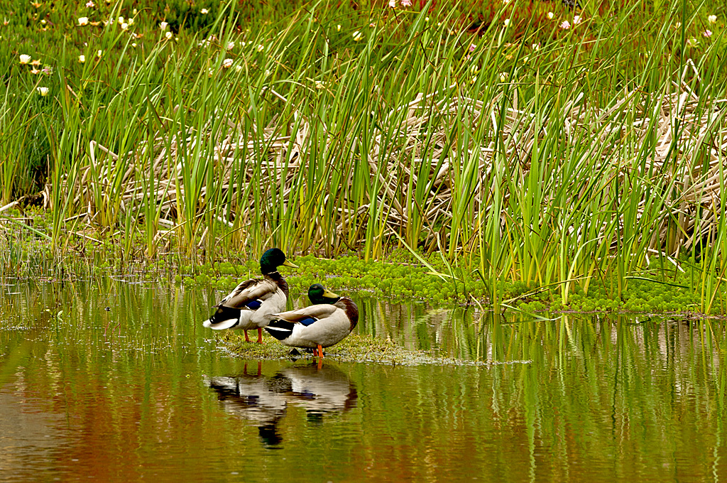 California State Parks