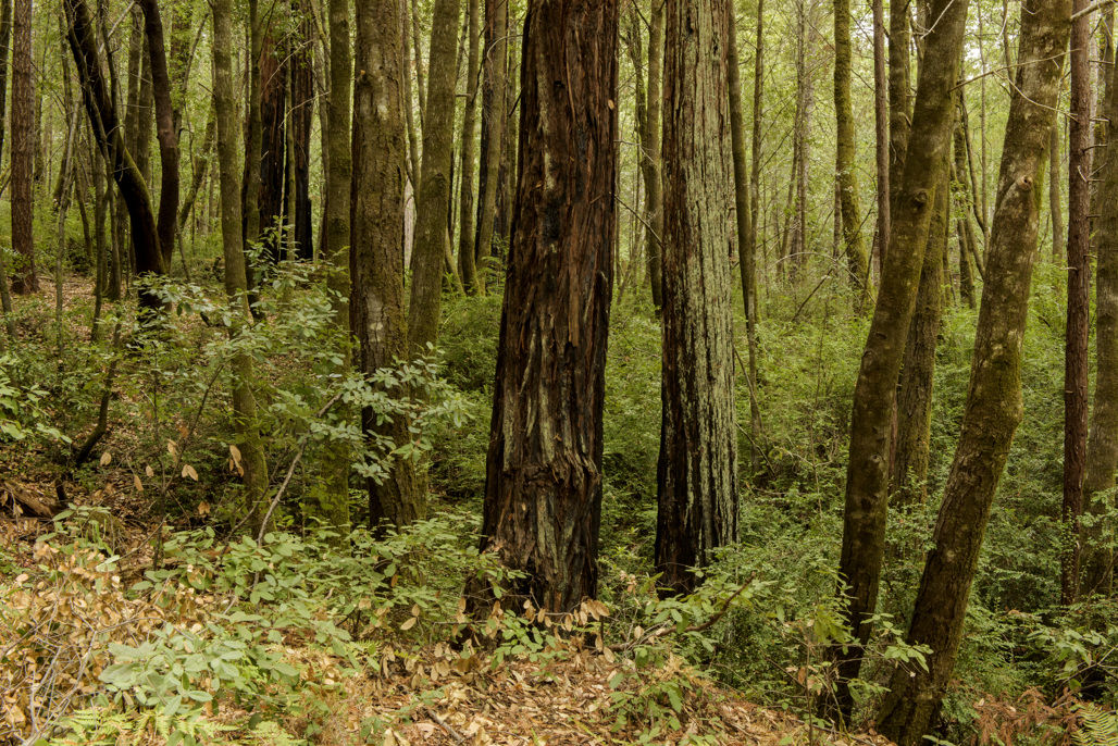 California State Parks