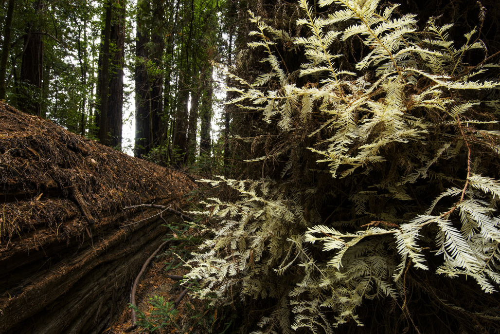 California State Parks