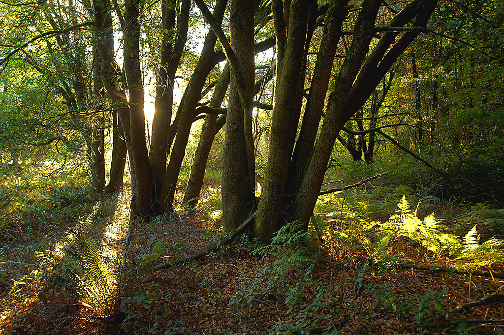 California State Parks