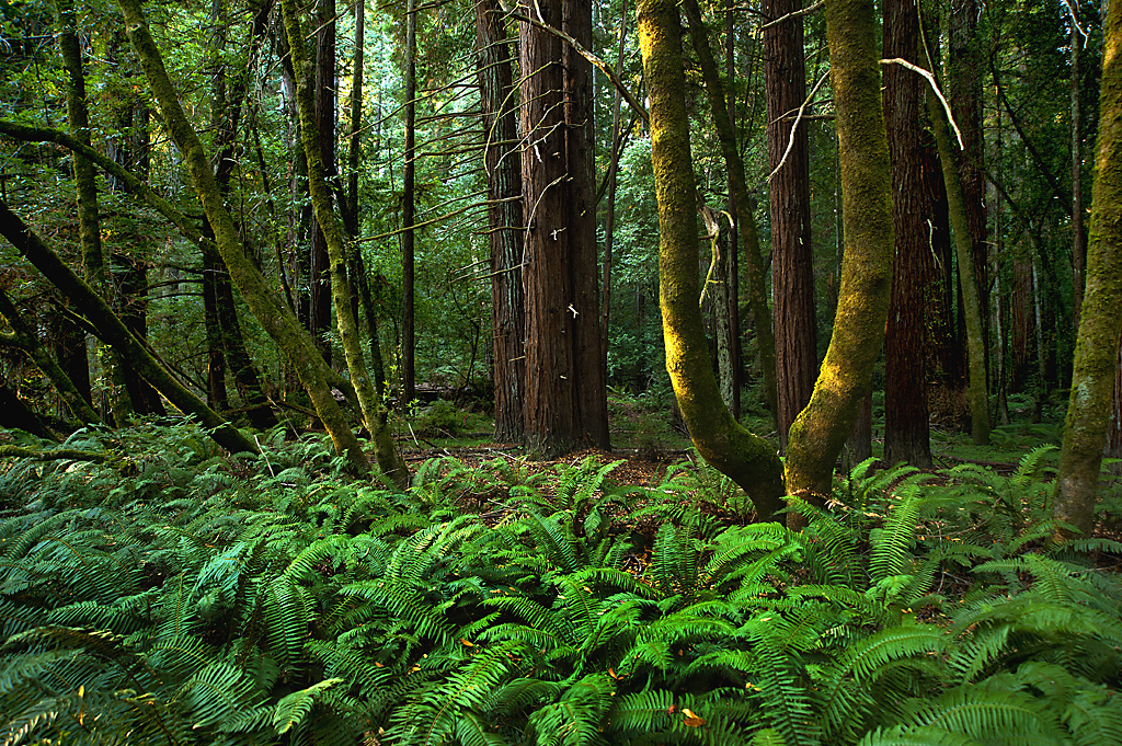 California State Parks