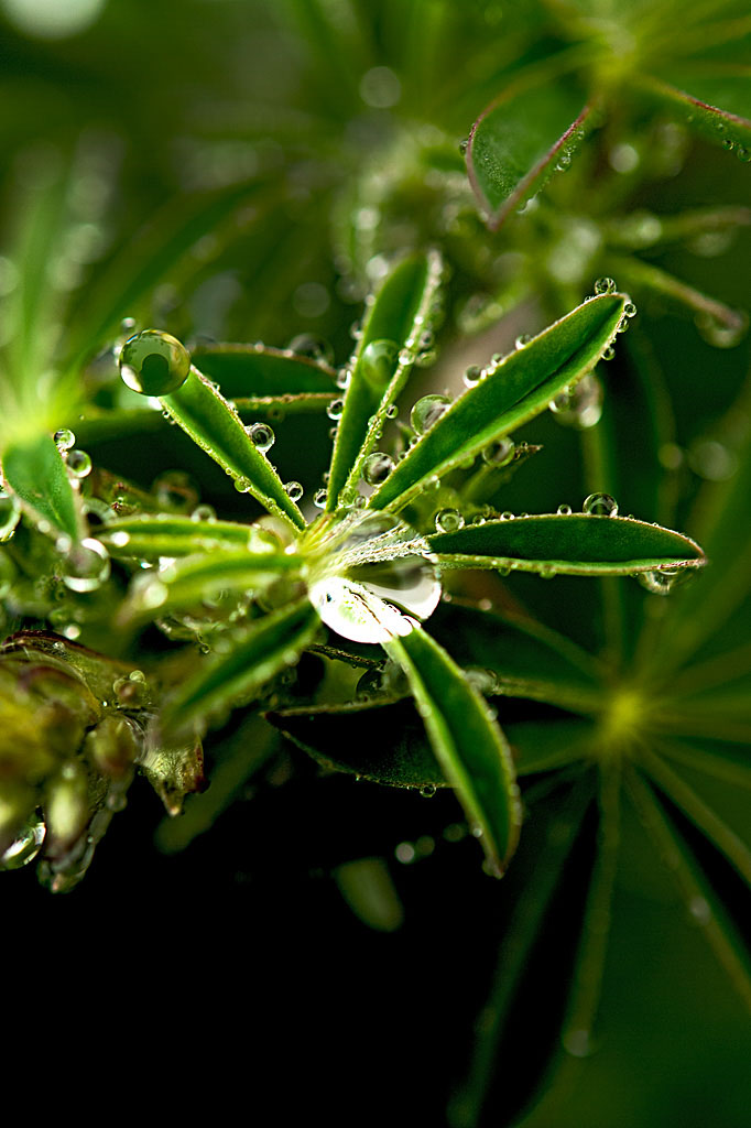 California State Parks