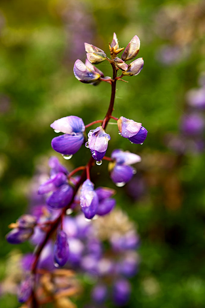 California State Parks