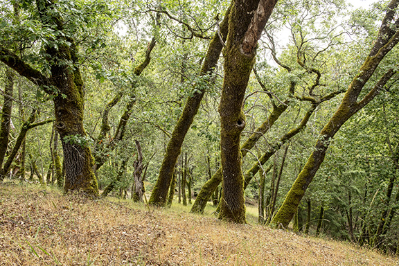 California State Parks
