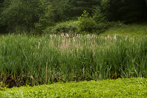 Bullfrog Pond Campground