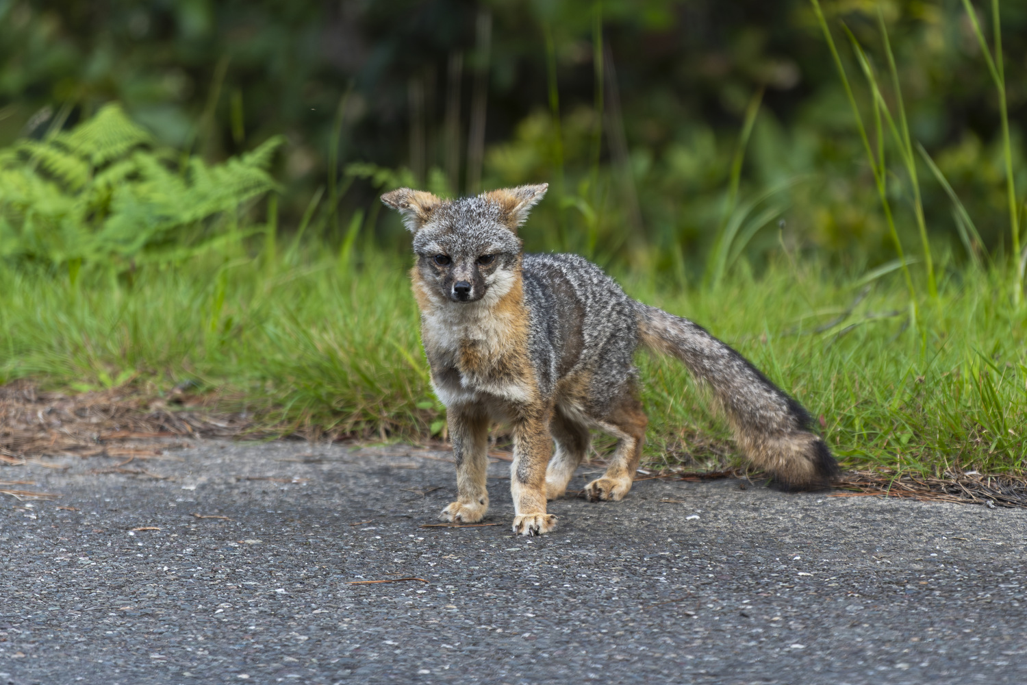 Gerstle Cove Campground