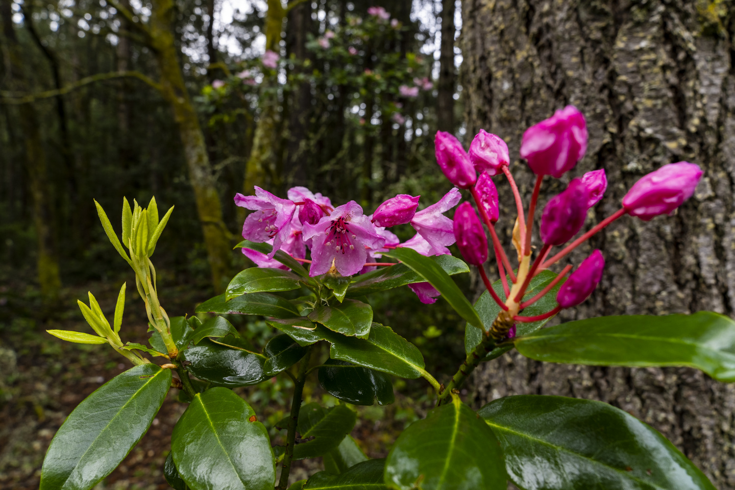 California State Parks