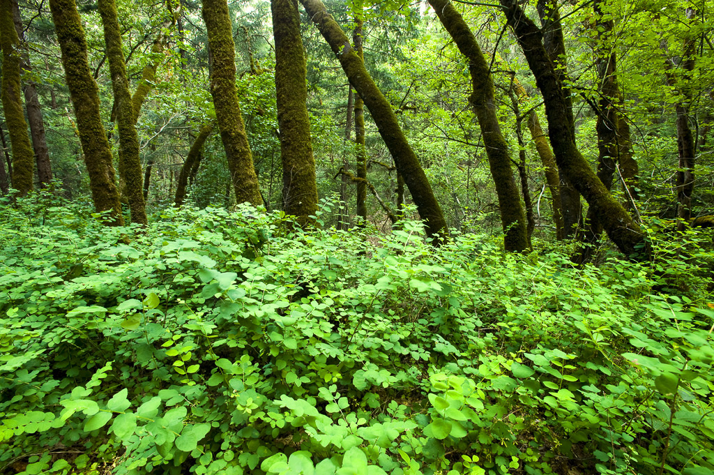 California State Parks
