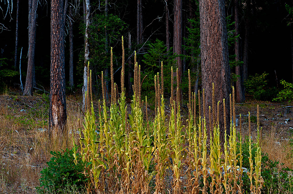 Flume Environmental Campground