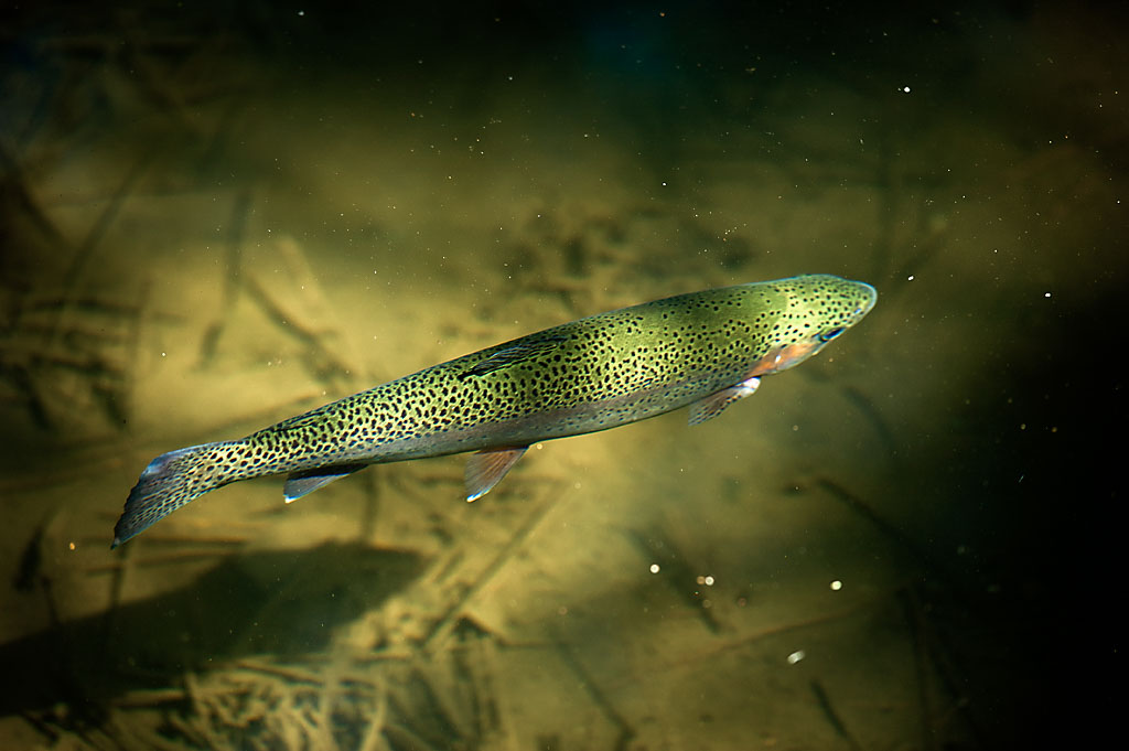 California State Parks