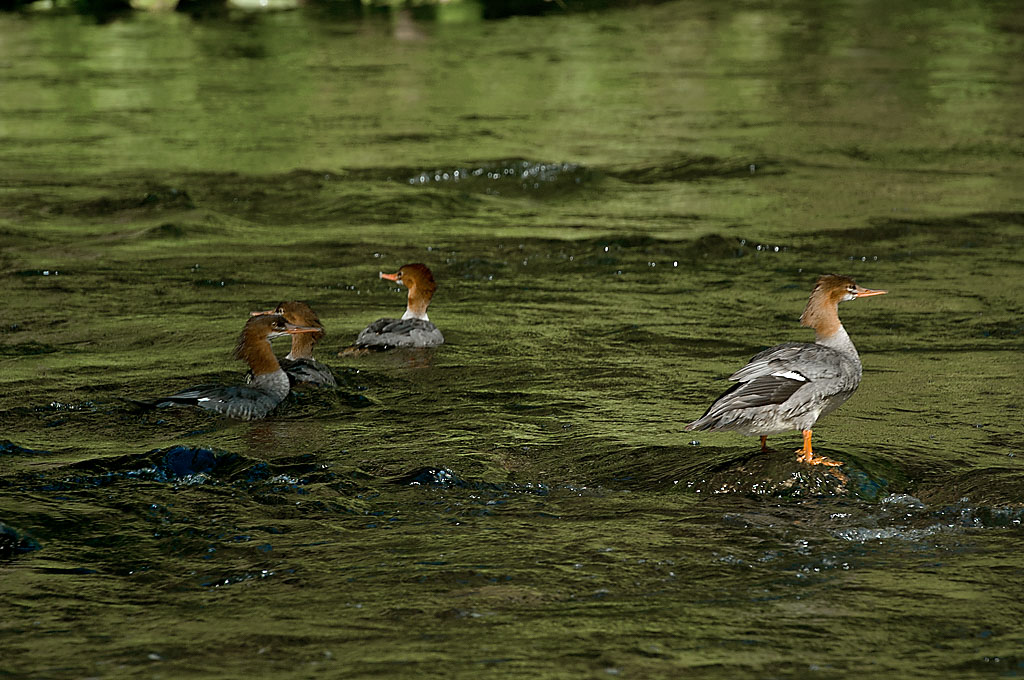 California State Parks