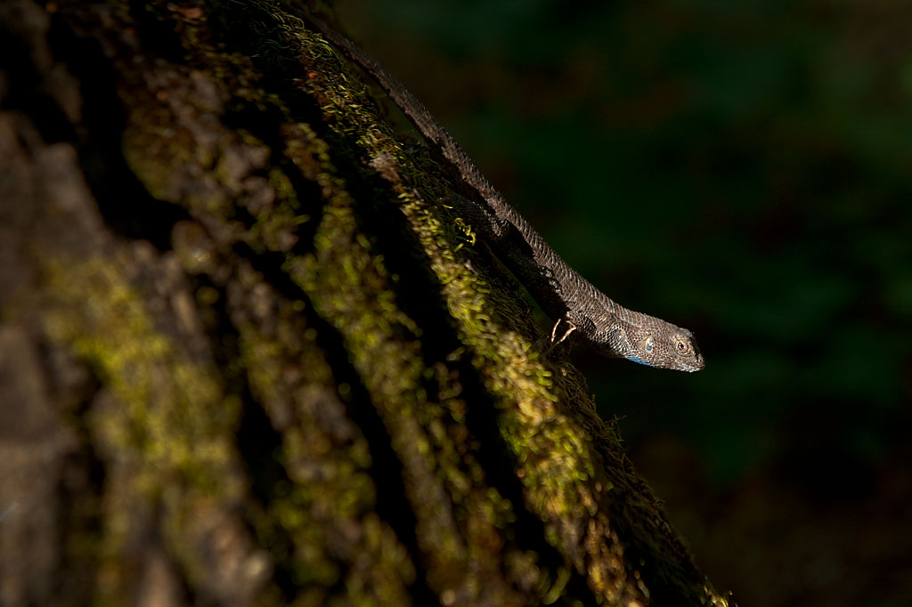 California State Parks
