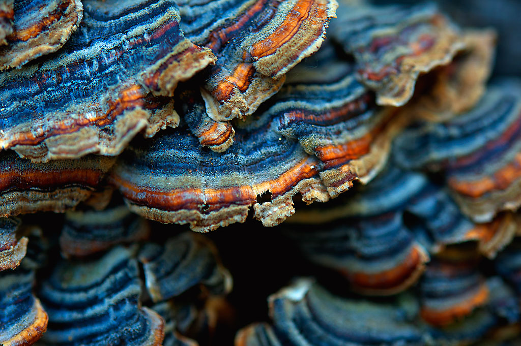 Kopta Canoe In Campground