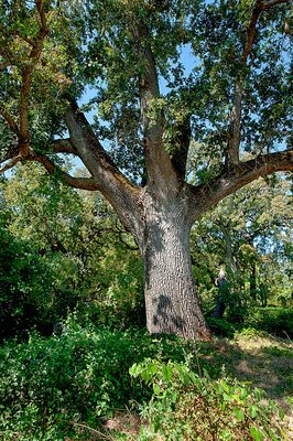 California State Parks