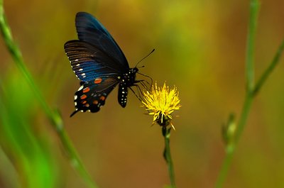 Kopta Canoe In Campground
