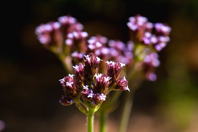 California State Parks