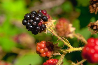 Kopta Canoe In Campground