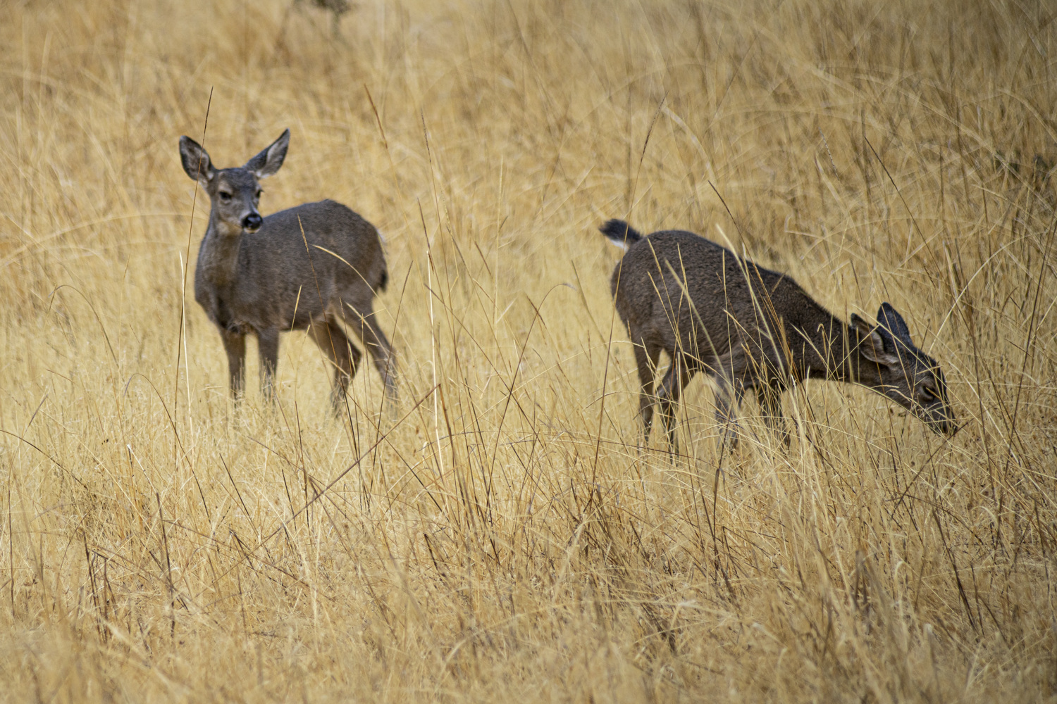 California State Parks