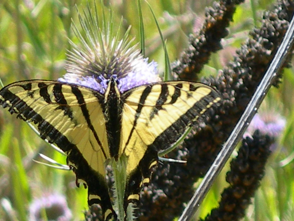 Ahjumawi Lava Springs State Park Campground