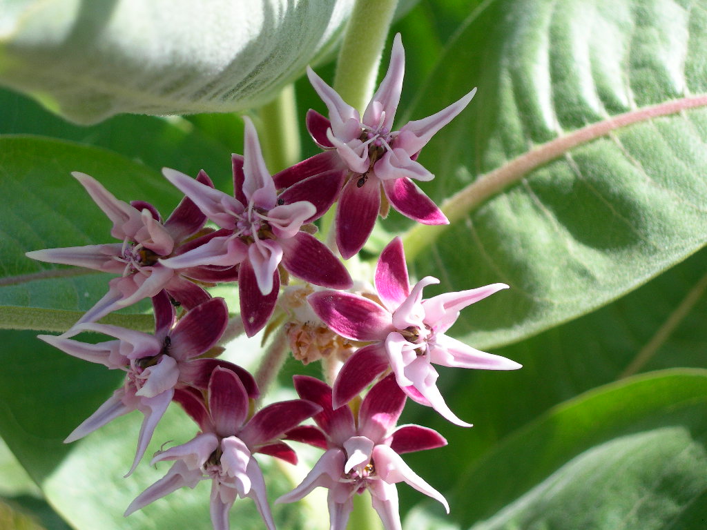 Ahjumawi Lava Springs State Park Campground