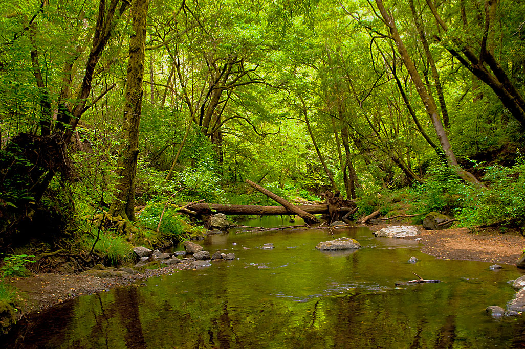 Samuel P. Taylor State Park Campground