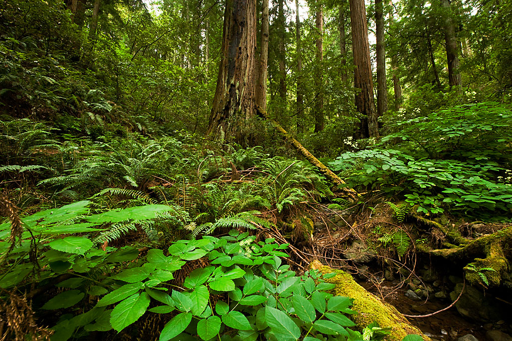 Samuel P. Taylor State Park Campground