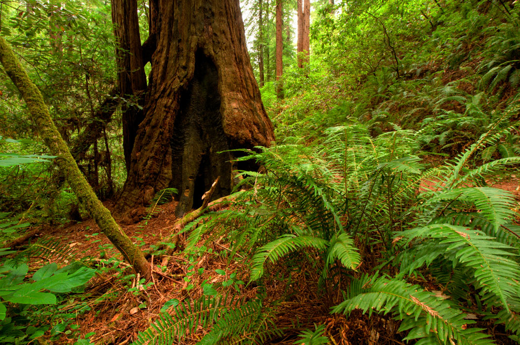 California State Parks
