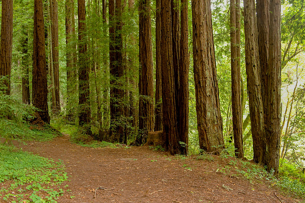 Samuel P. Taylor State Park Campground