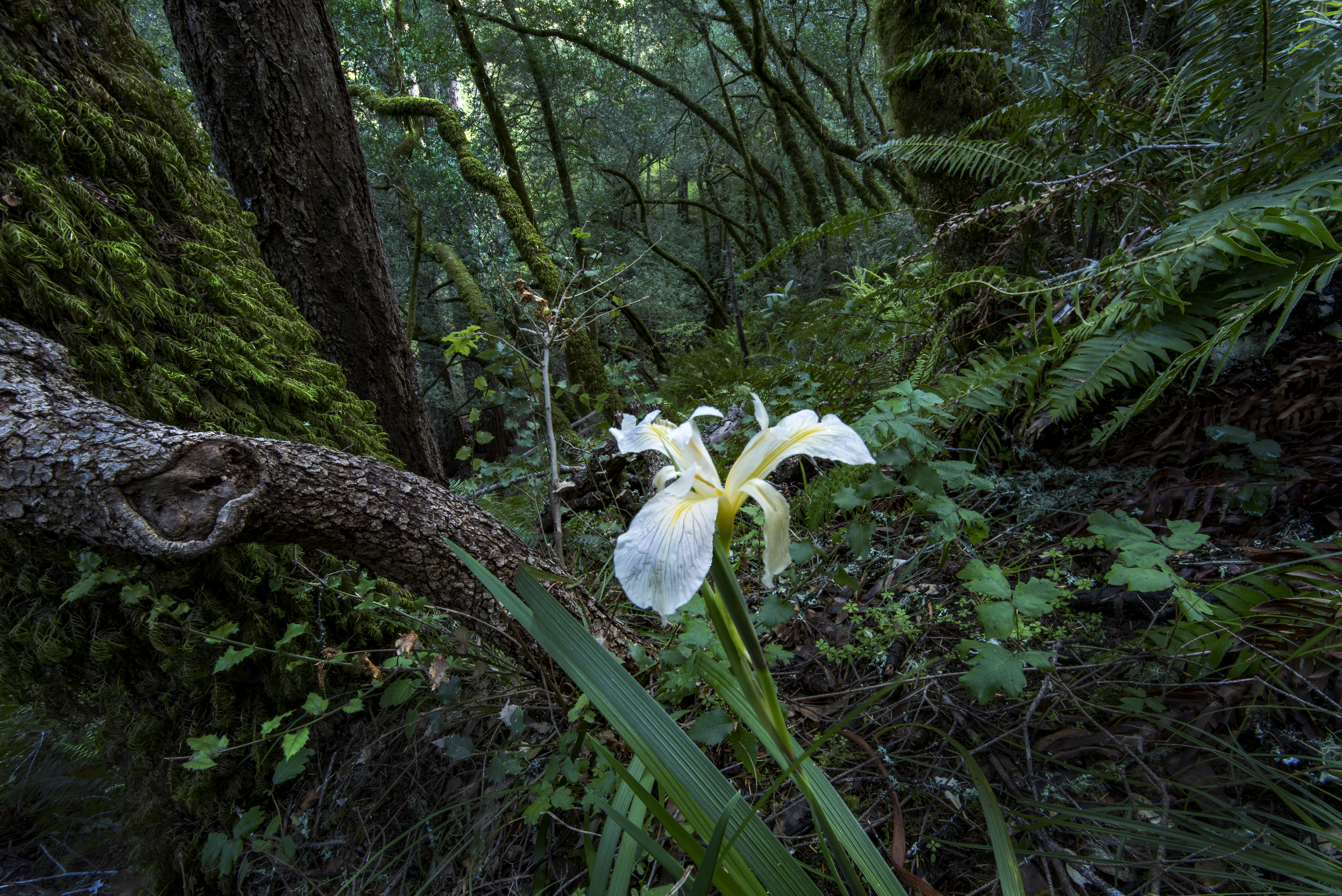Steep Ravine Campground