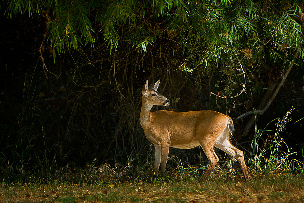 California State Parks