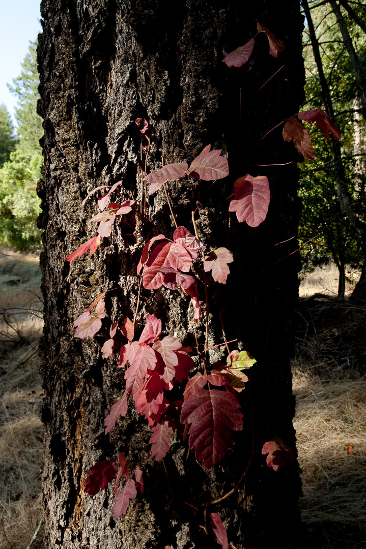 Ritchey Creek Campground