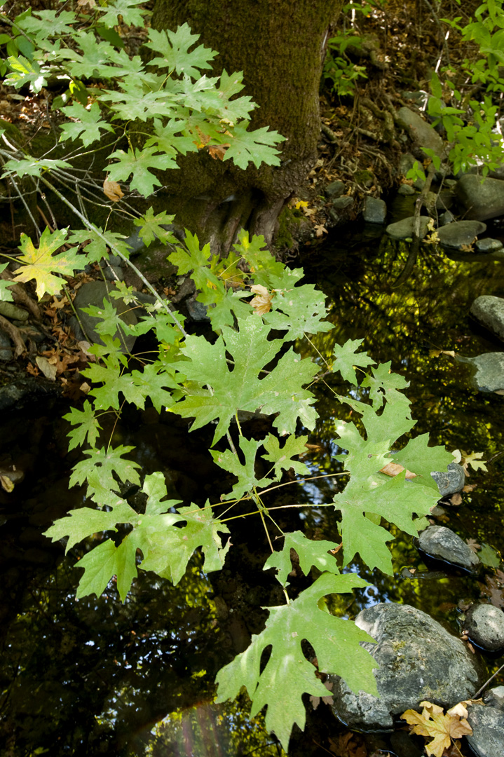 California State Parks