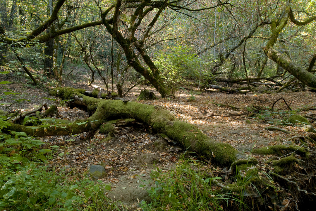 Ritchey Creek Campground