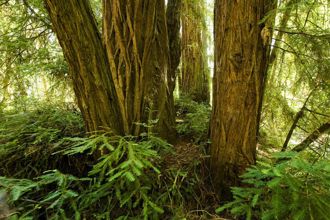 California State Parks