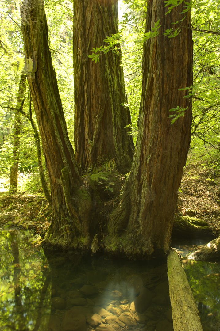 Ritchey Creek Campground