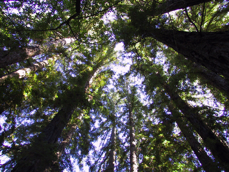 Ritchey Creek Campground