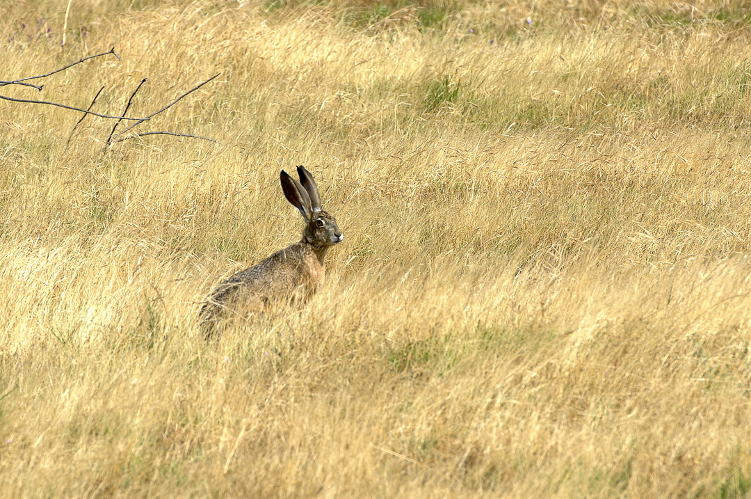 California State Parks
