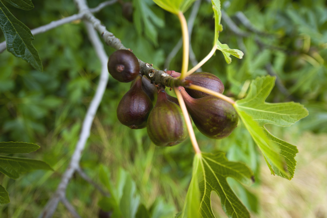 Cottonwood Campground