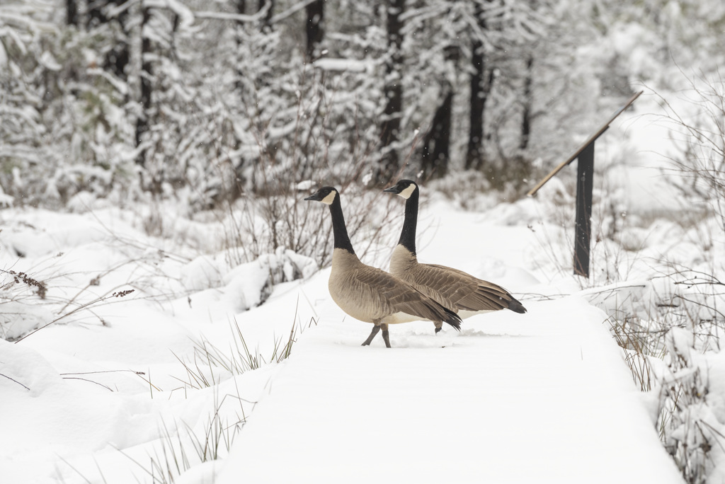 Malakoff Diggins State Historic Park Campground