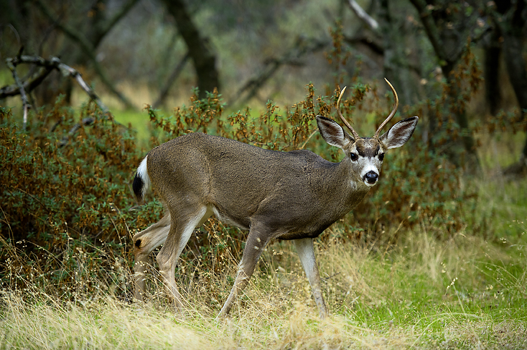 California State Parks
