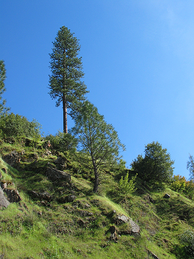 Mineral Bar Campground