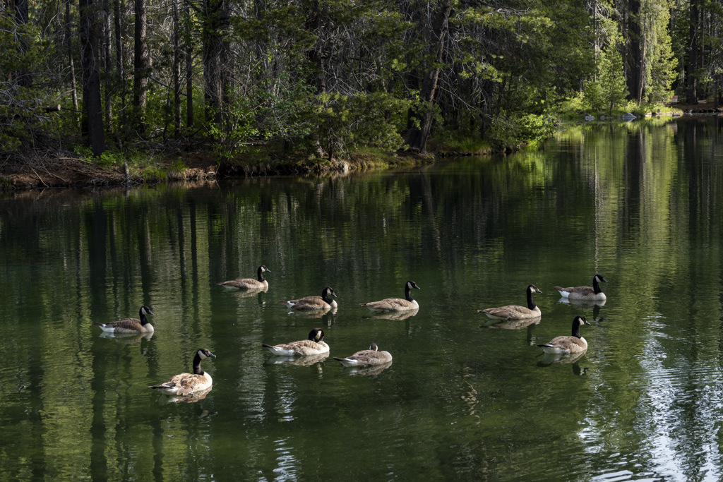 Donner Memorial State Park Campground