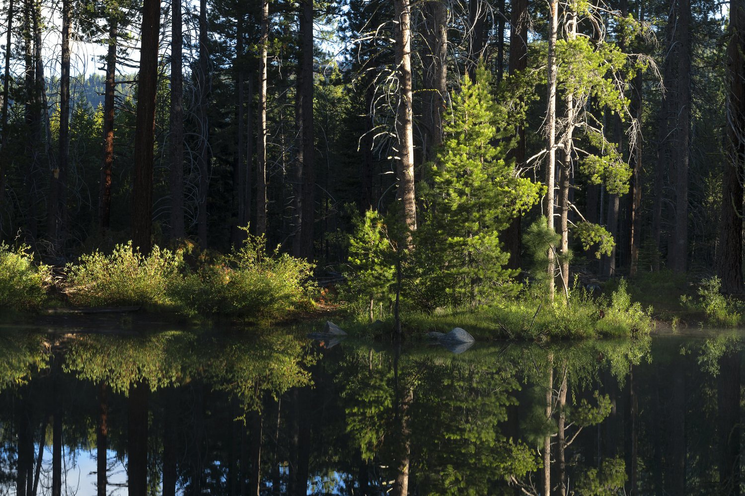 Donner Memorial State Park Campground